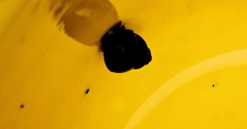 ヒメタニシ の新着タグ記事一覧 Note つくる つながる とどける