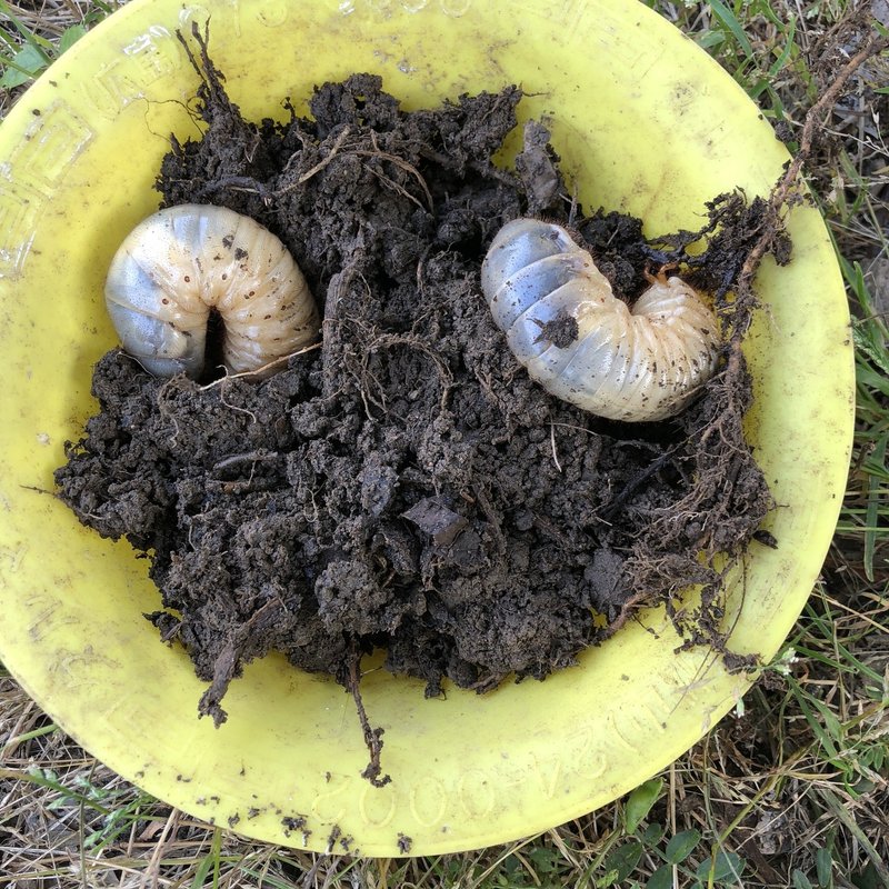 畑ログ 18 05 17 カブトムシ発見 鳥を食べた犯人は誰だ Tkskkd Note 畑ログ 18 05 17 カブトムシ発見 鳥を食べた犯人は誰だ Tkskkd Note
