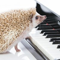バンドのmcについて Yuri Keypf Note バンドのmcについて Yuri Keypf Note