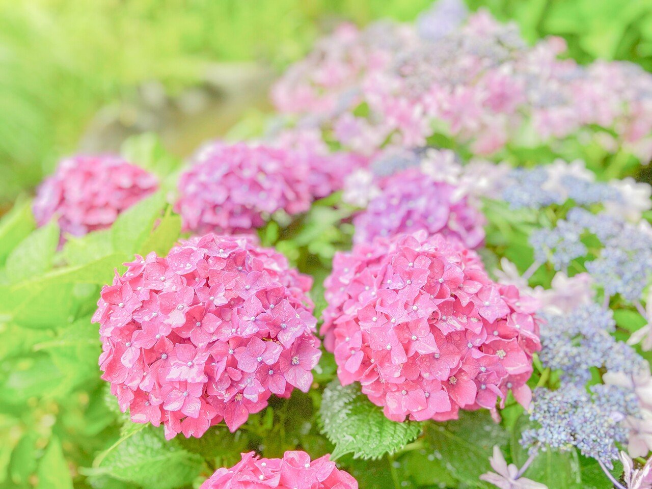 紫陽花 あじさい 花言葉 ピンク 強い愛情 元気な女性 梅雨 の雨は憂鬱だけど 様々な種類 色の変化が楽しめる紫陽花を眺めることは好きです 色が変化することから 浮気 気まぐれ などネガティブな意 せろり Note