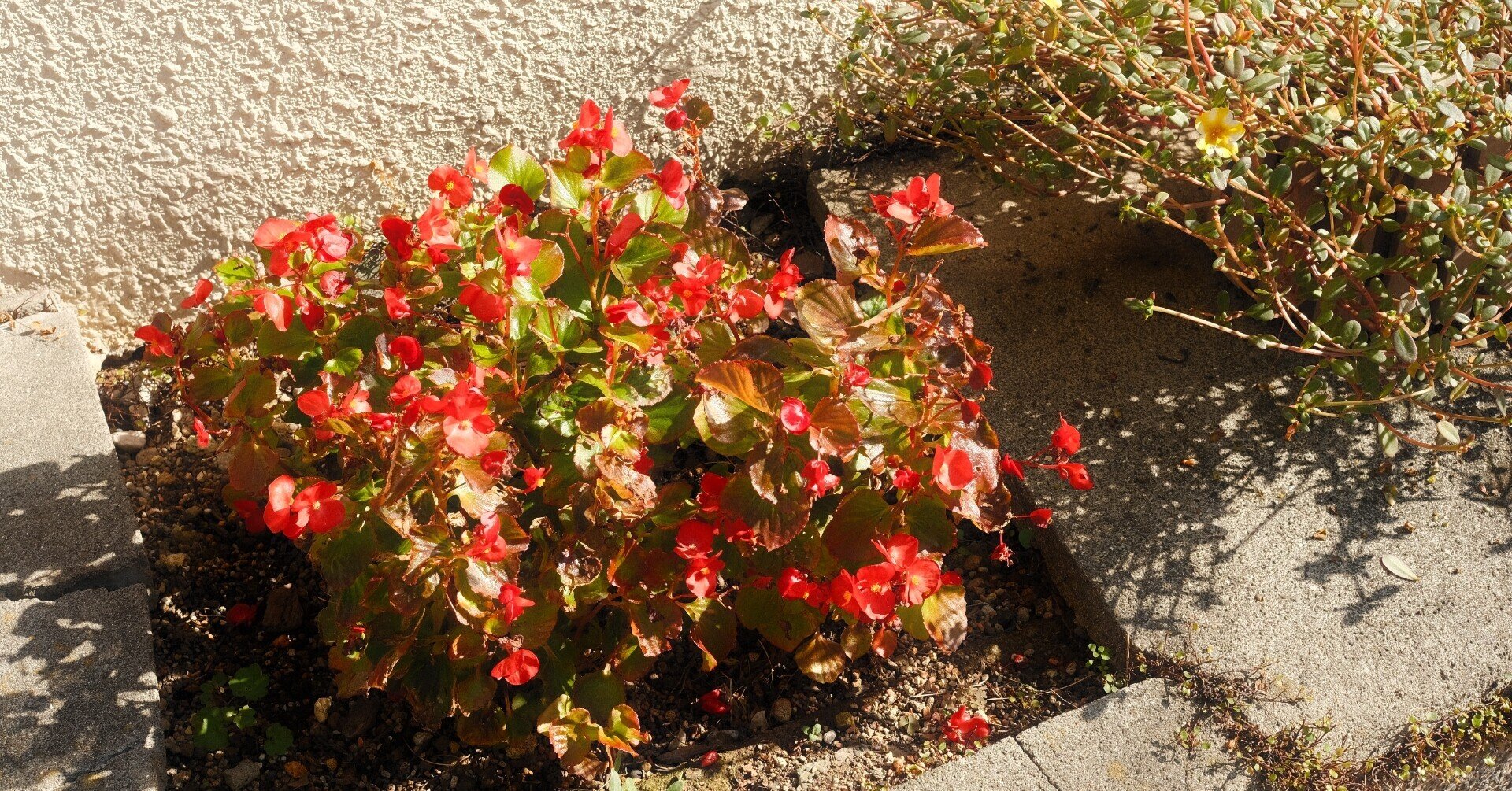 ノスタルジー21 ノスタルジックネガ/X-E4/XF27mmF2.8で清澄白河を散歩｜buu