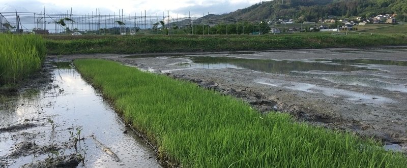 稲が育ってきました 田植えは6月上旬