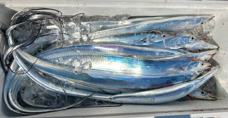 太刀魚 の新着タグ記事一覧 Note つくる つながる とどける