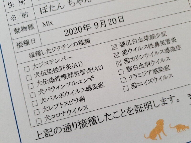 pet11サブ