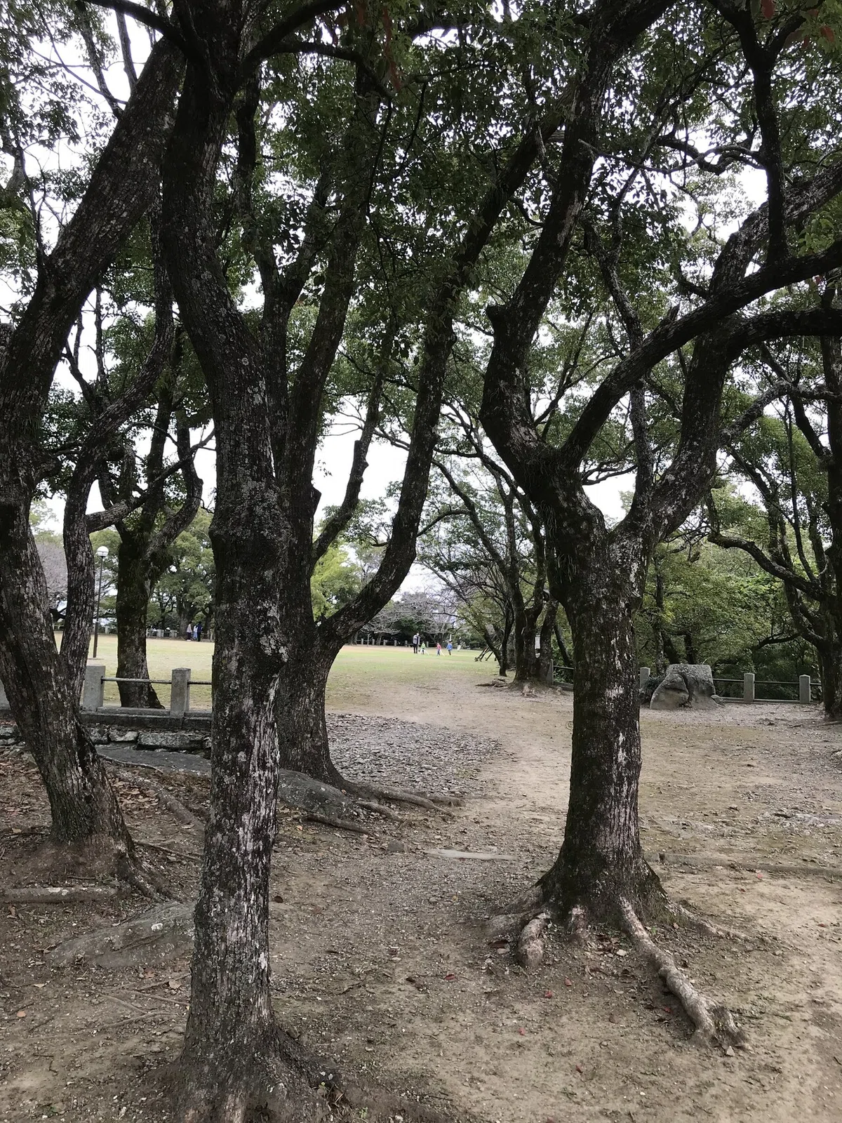 写真 2021-11-06 13 25 05