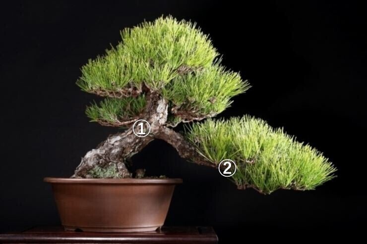 盆栽の樹形（懸崖・半懸崖）｜植物再生工房ReBonsai わかこ