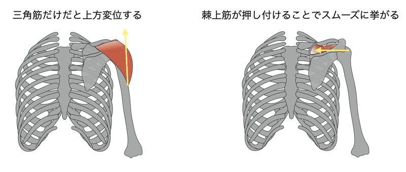 三角筋棘上筋　フォースカップル