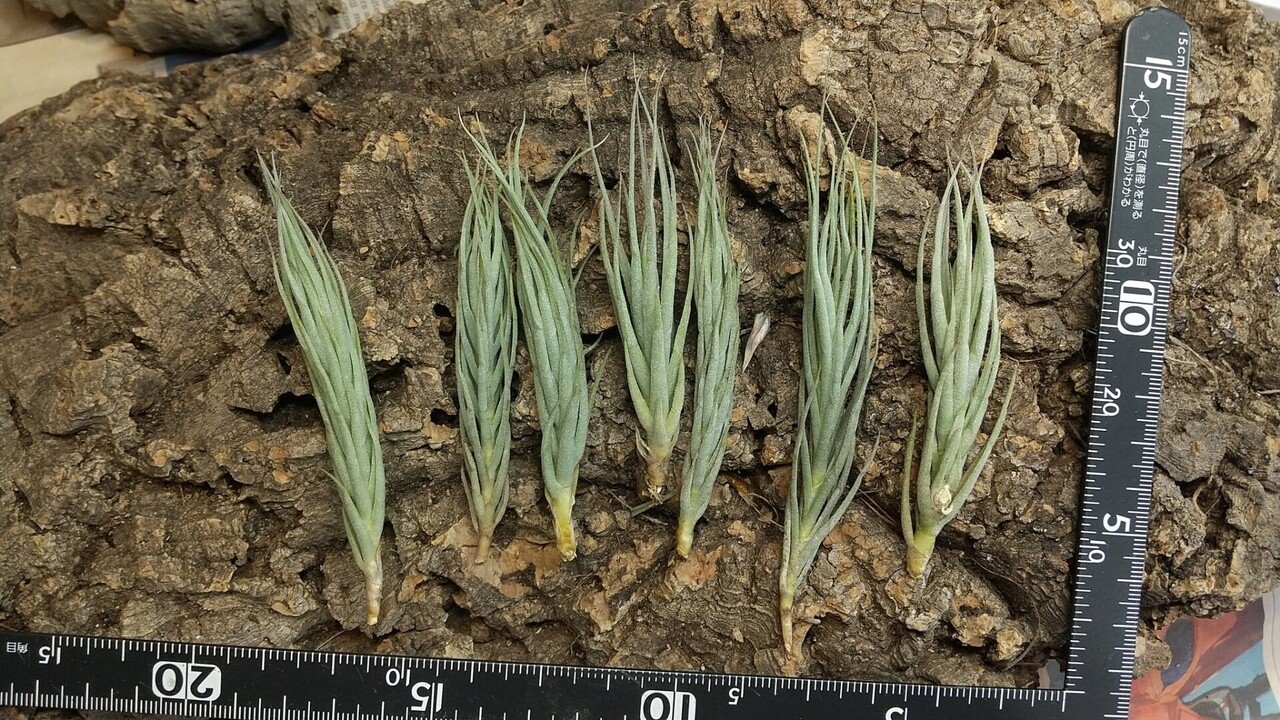 チランジア 入荷リスト10/29|NatureGarden🌿神田|note