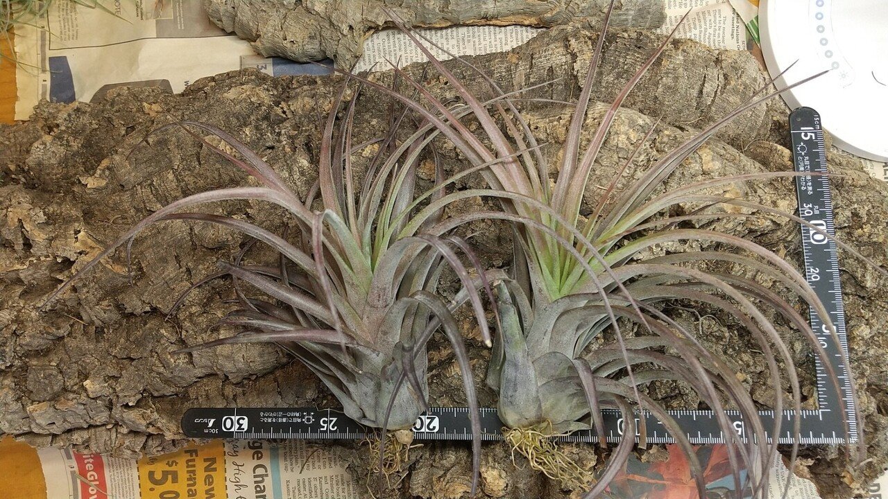 チランジア 入荷リスト10/29|NatureGarden🌿神田 チランジア 入荷リスト10/29|NatureGarden🌿神田