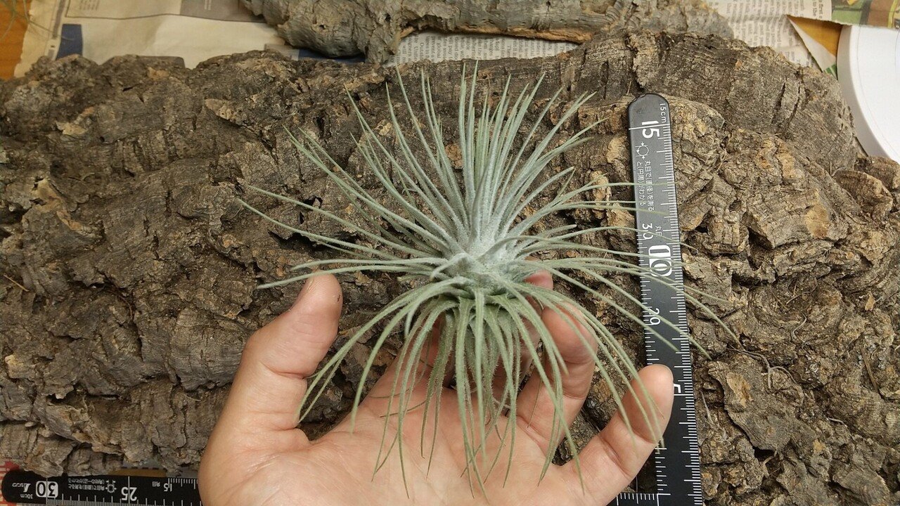 ティランジア ヘウベルゲリ#2 ワイルドクローン チランジア入荷リスト6