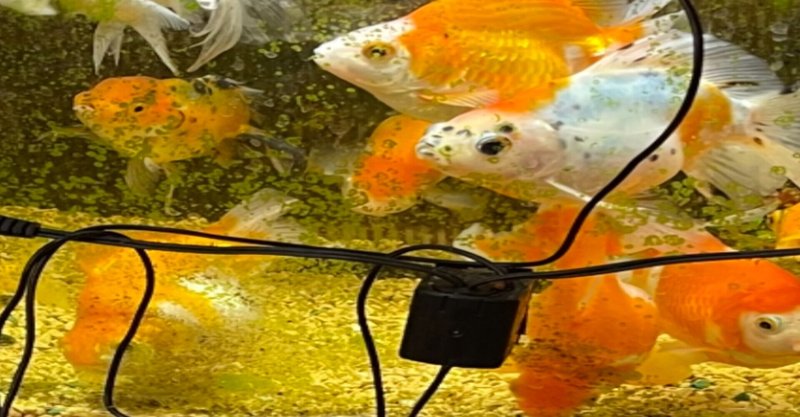 金魚 の新着タグ記事一覧 Note つくる つながる とどける 金魚 の新着タグ記事一覧 Note つくる つながる とどける
