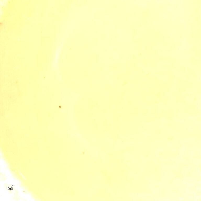 玩ぶ