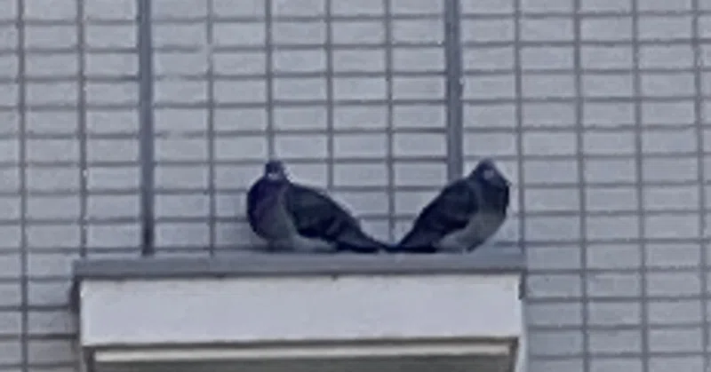 鳩対策 の新着タグ記事一覧 Note つくる つながる とどける