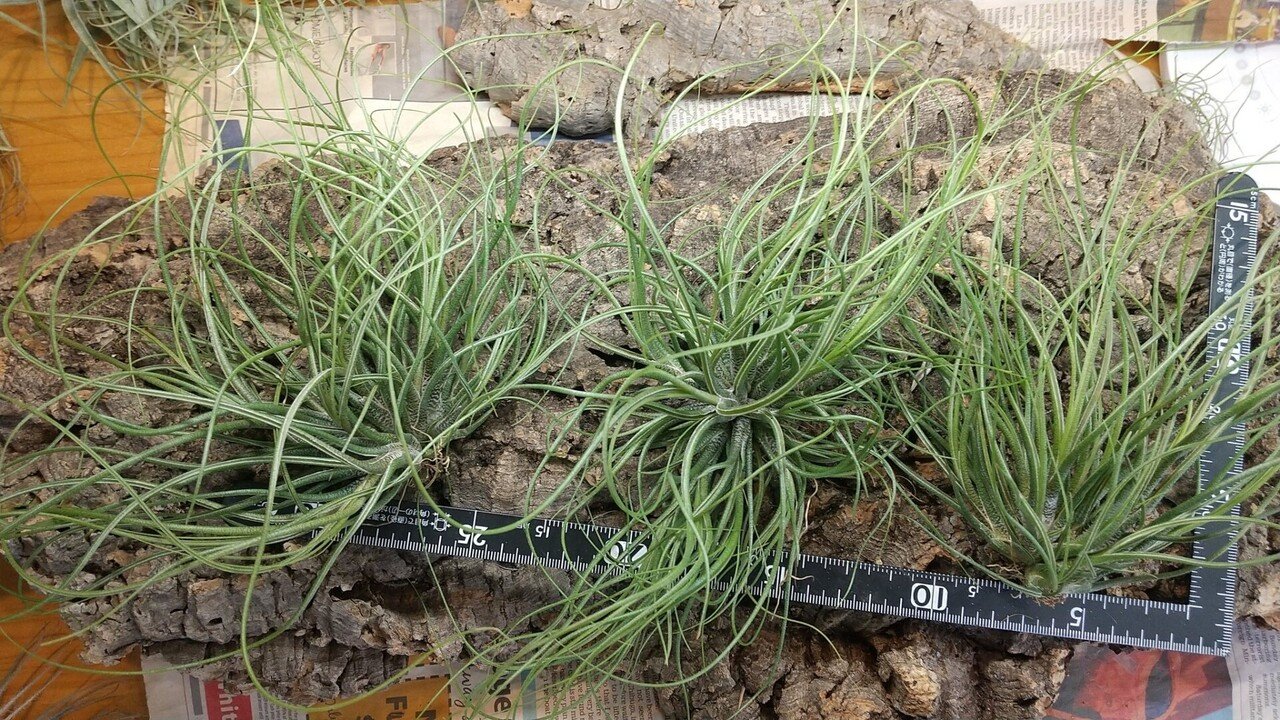 チランジア 入荷リスト10/29|NatureGarden🌿神田 チランジア 入荷リスト10/29|NatureGarden🌿神田