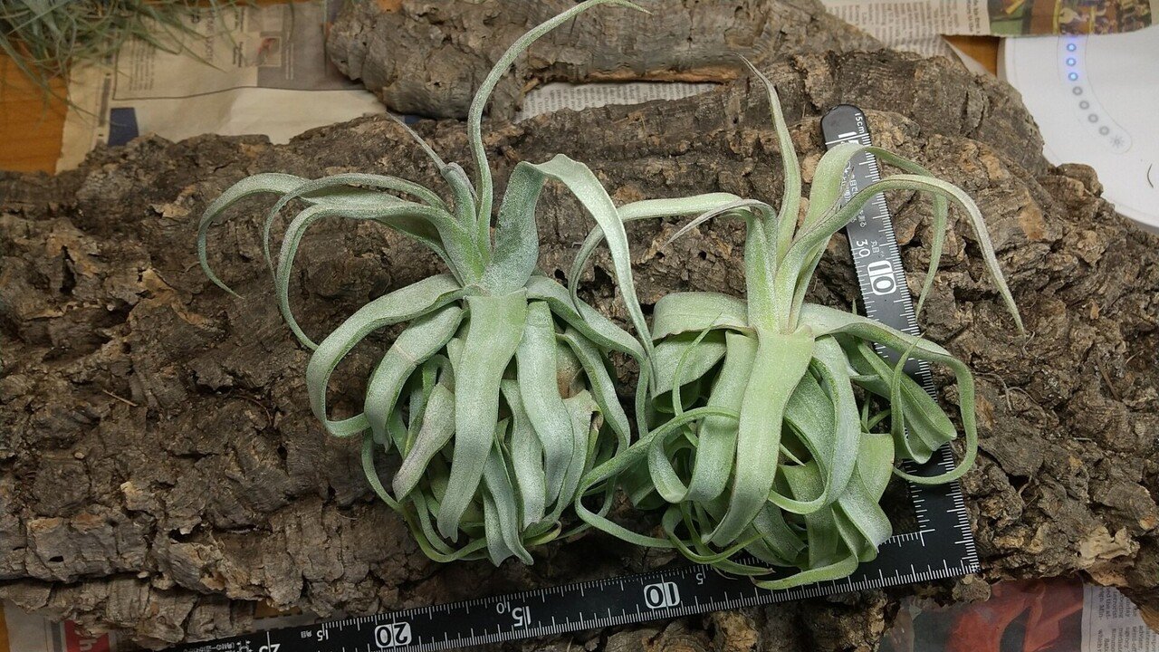 チランジア 入荷リスト10/29|NatureGarden🌿神田 チランジア 入荷リスト10/29|NatureGarden🌿神田