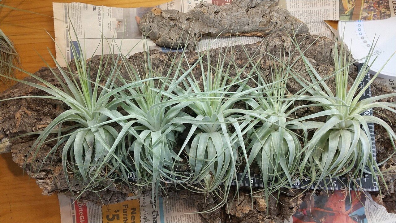 チランジア 入荷リスト10/29|NatureGarden🌿神田 チランジア 入荷リスト10/29|NatureGarden🌿神田