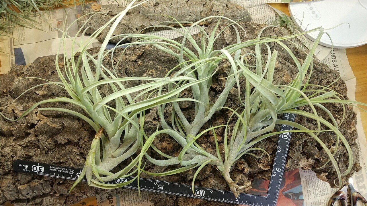 チランジア 入荷リスト10/29|NatureGarden🌿神田 チランジア 入荷リスト10/29|NatureGarden🌿神田