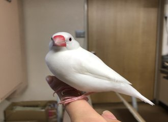 文鳥大学弥富研究所 Note