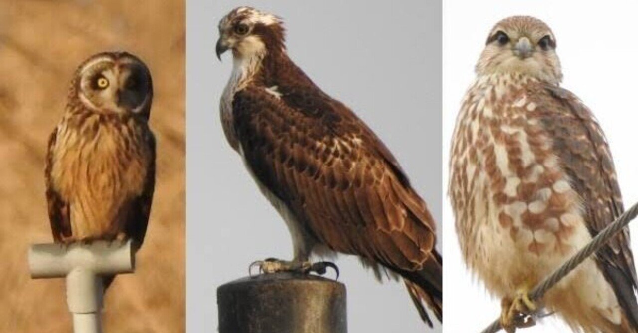 第1825回 猛禽類はどんな鳥｜翆野 大地