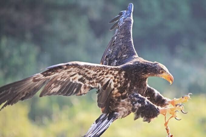 第1825回 猛禽類はどんな鳥｜翆野 大地