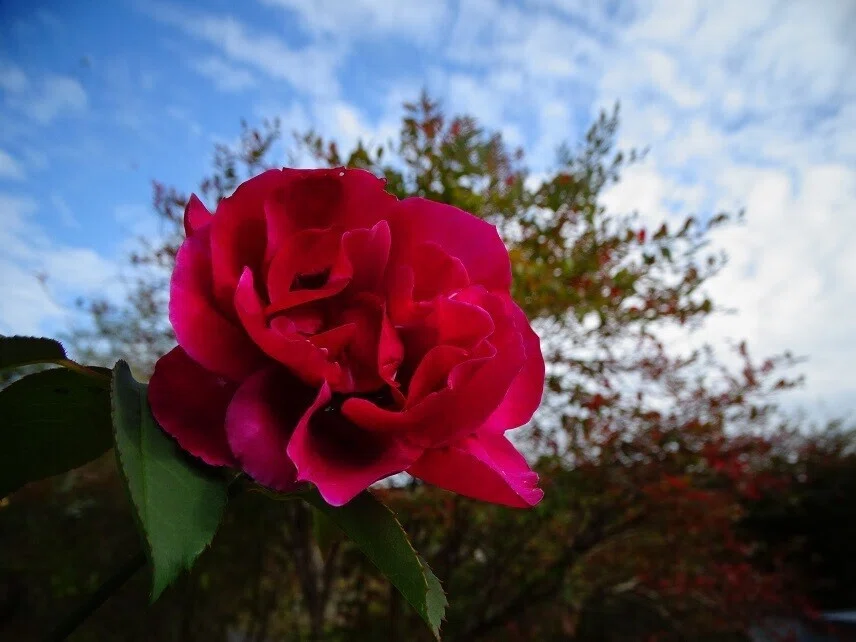 画像8