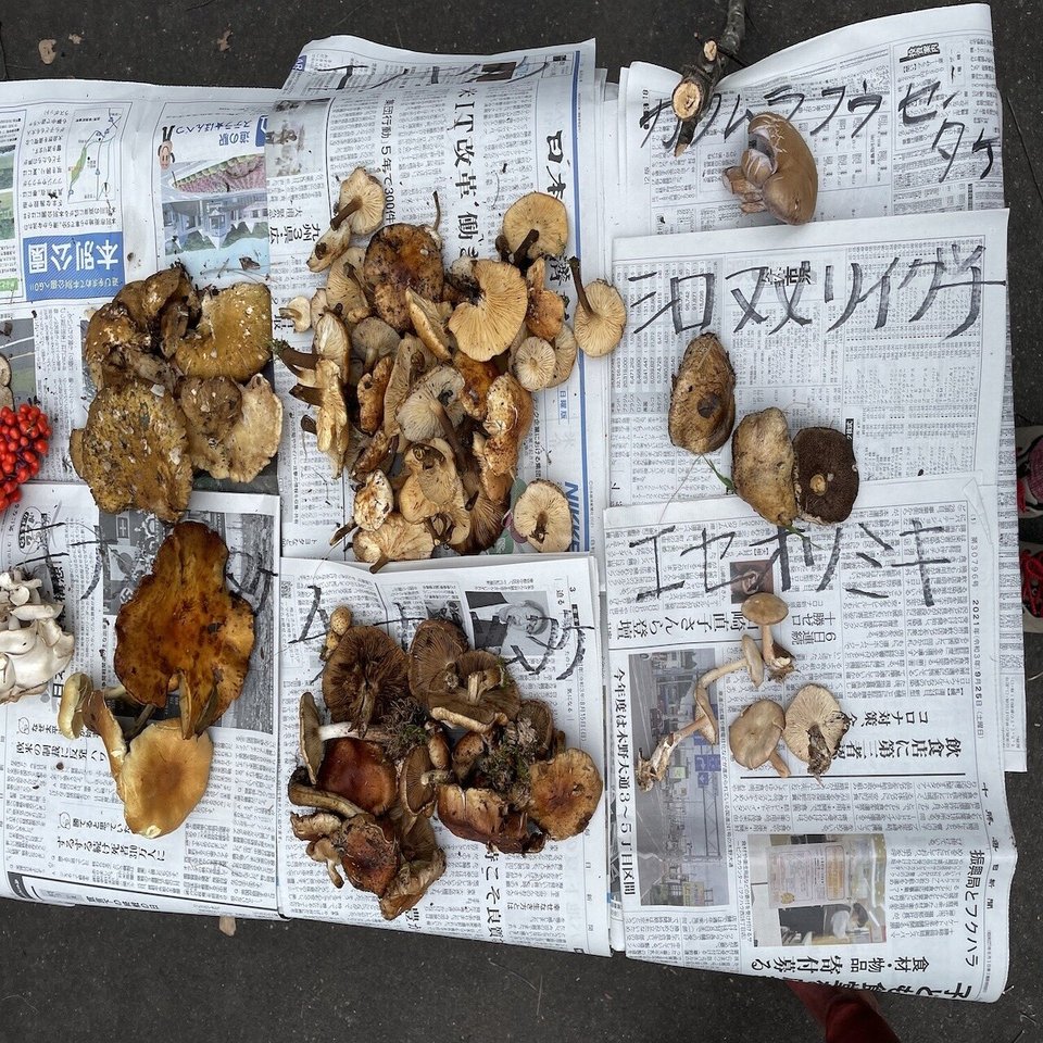 山で遭難しても、私は決してきのこは食べない【岡山ひろみ】｜宇宙の