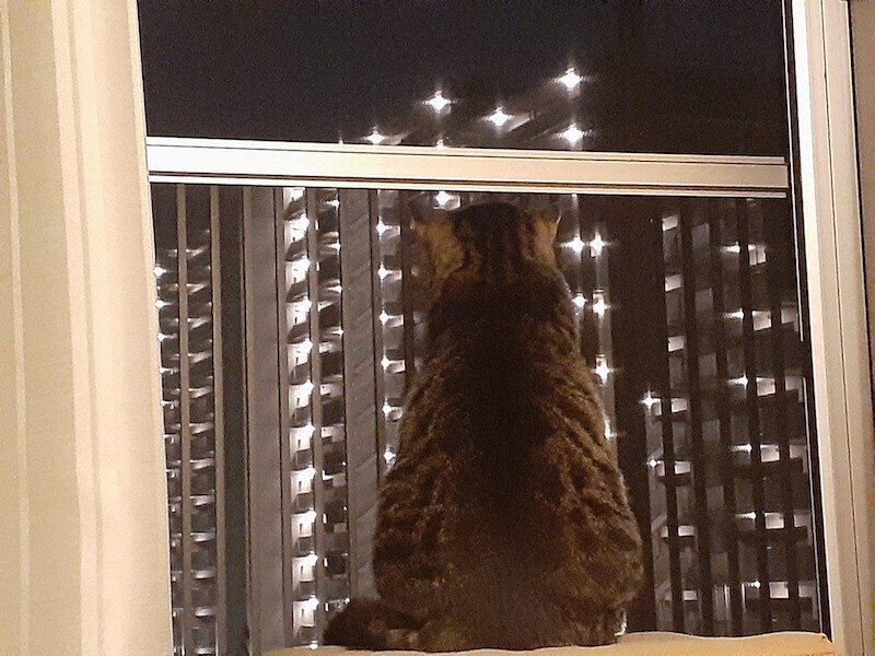 pet13サブ2