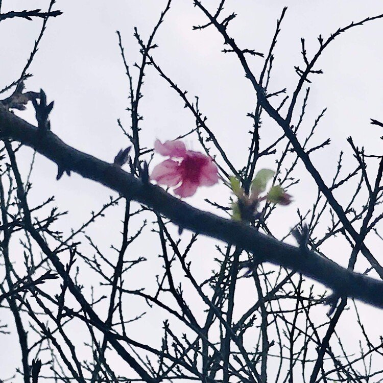 えー⁈桜が咲いてる〜(　ﾟдﾟ)