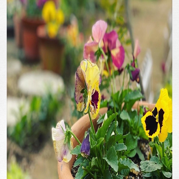 花壇の奥行きは 何センチが快適か Haco ガーデンプランナー 庭のある暮らし植物のある暮らし Note