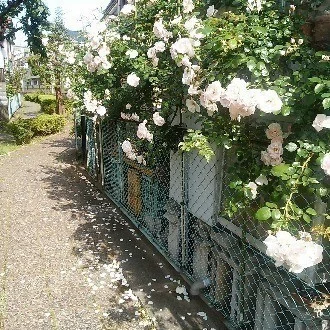 フルーツバスケット感想 ものすごいネタバレしてるから気を付けてください 支配とか抑圧とか呪いとかはたまごボーロみたいなもんです あきら Note フルーツバスケット感想 ものすごいネタバレしてるから気を付けてください 支配とか抑圧とか呪いとかはたまごボーロみたいなもんです あきら Note
