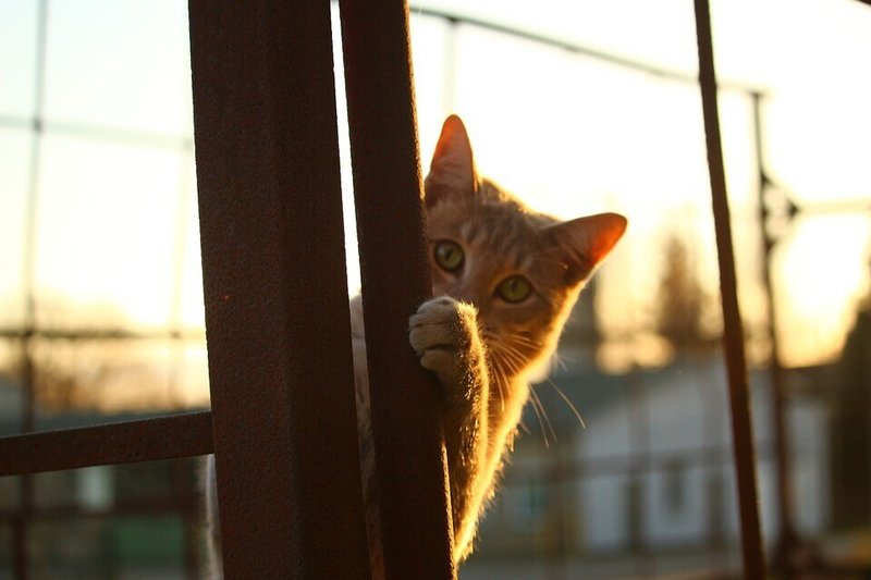 ネコ・窓・隠れる・夕日・覗く・サッシ・爪を立てる