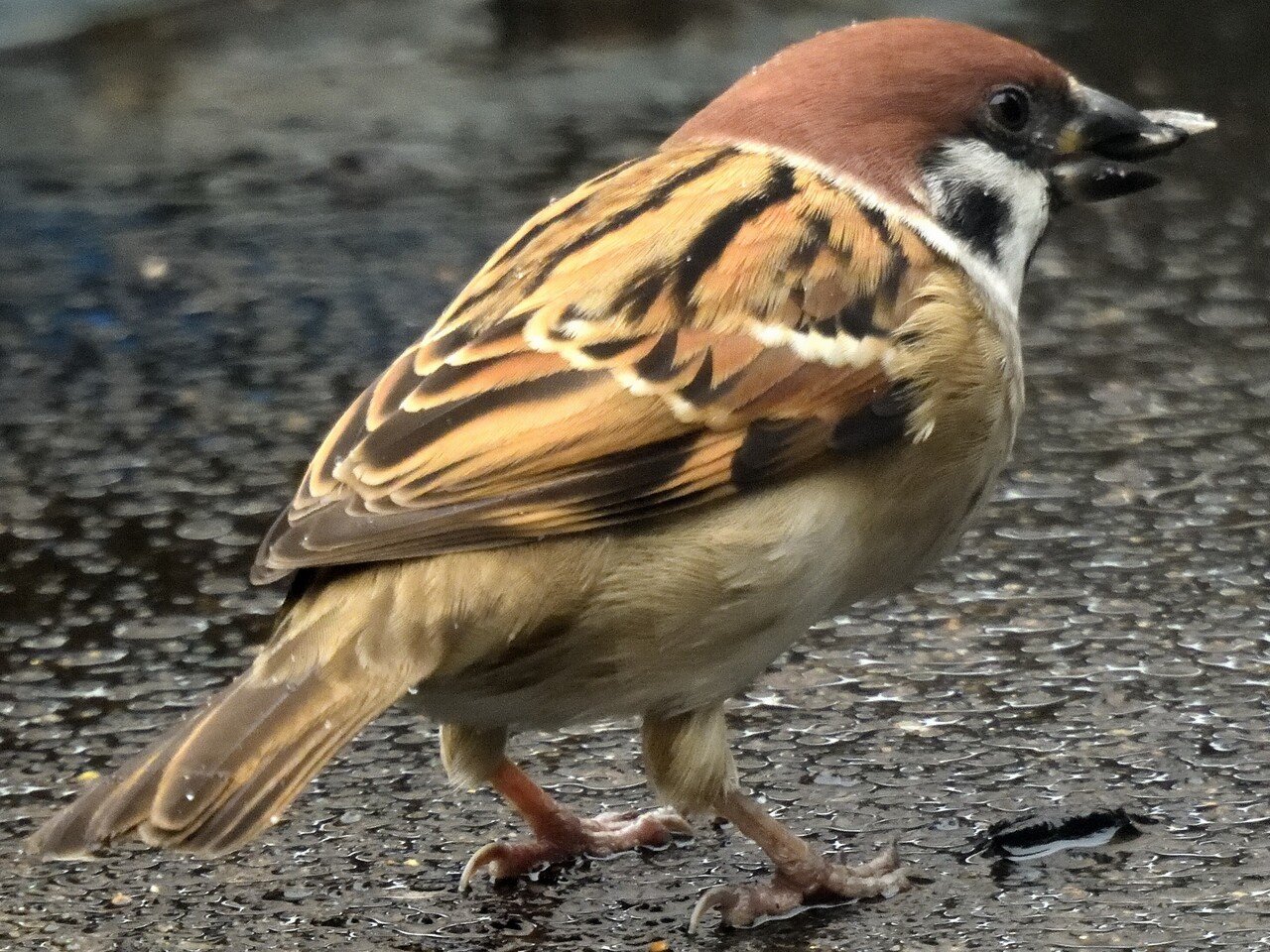 へたくそ写真の修整：NX Studioで「かすみ除去」｜お散歩バード