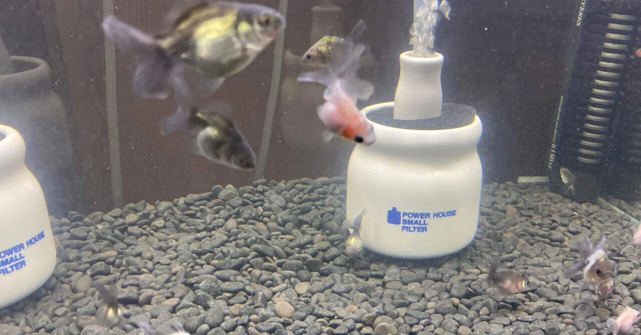Regarding the transfer of Rosetail fry｜SAMURAI FARM