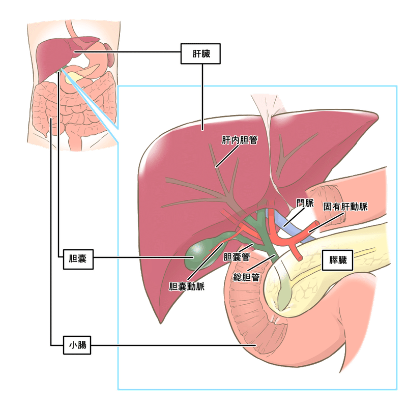 胆のう　解剖図