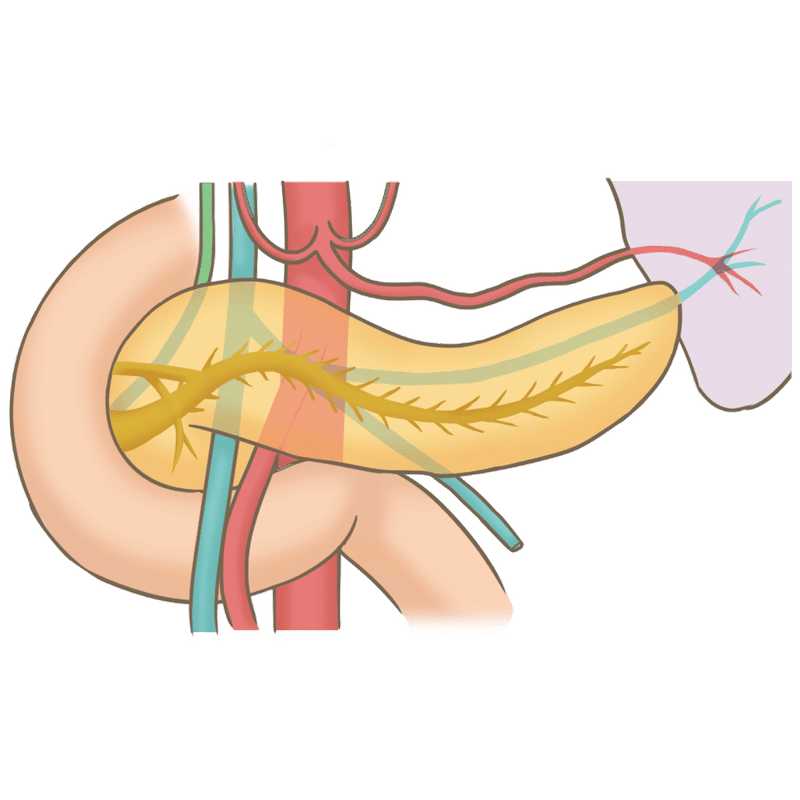 すい臓