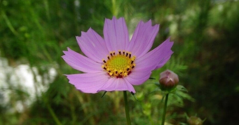 ウジウジ の新着タグ記事一覧 Note つくる つながる とどける