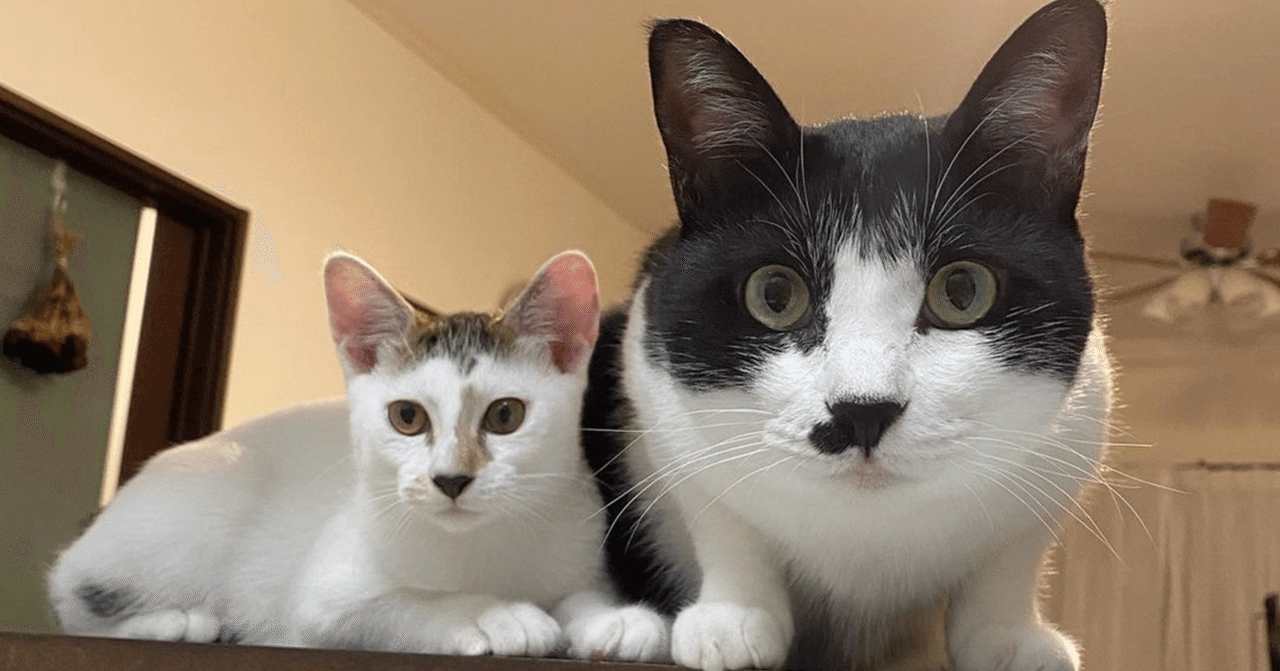 奇跡の猫！三毛猫のオス仔猫がハチワレ先住猫の弟になったら