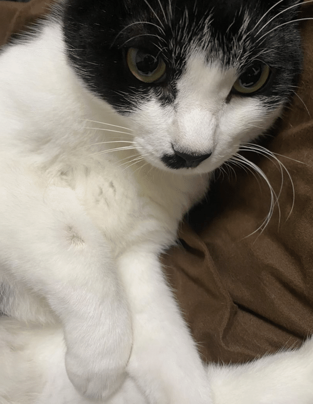 三毛猫仔猫（プロフ必読）ページ Amazon.co.jp: デジレクト しっぽふりふり あまえんぼうねこ