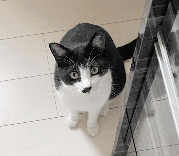 奇跡の猫！三毛猫のオス仔猫がハチワレ先住猫の弟になったら