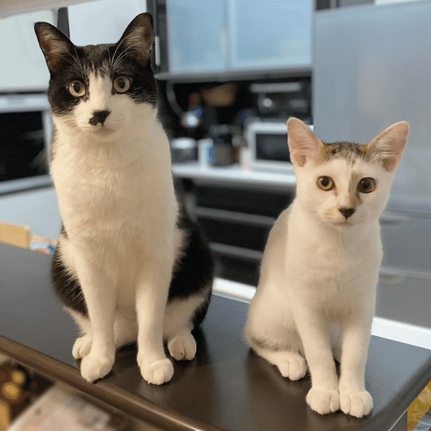 三毛猫仔猫（プロフ必読）ページ Amazon.co.jp: デジレクト しっぽふりふり あまえんぼうねこ