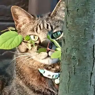 香桑