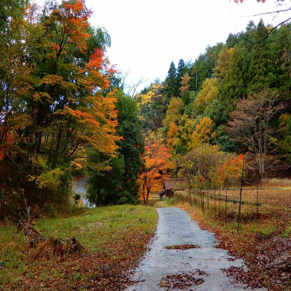 秋の天橋立周辺で見たい絶景 紅葉スポット 宮津市広報