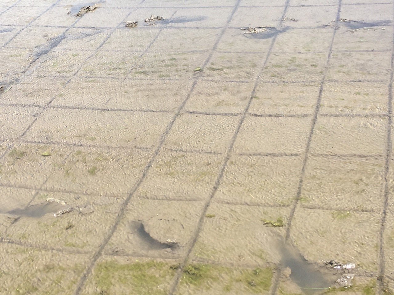 田んぼの会 土手の草刈りと線引き｜shanthi-usui