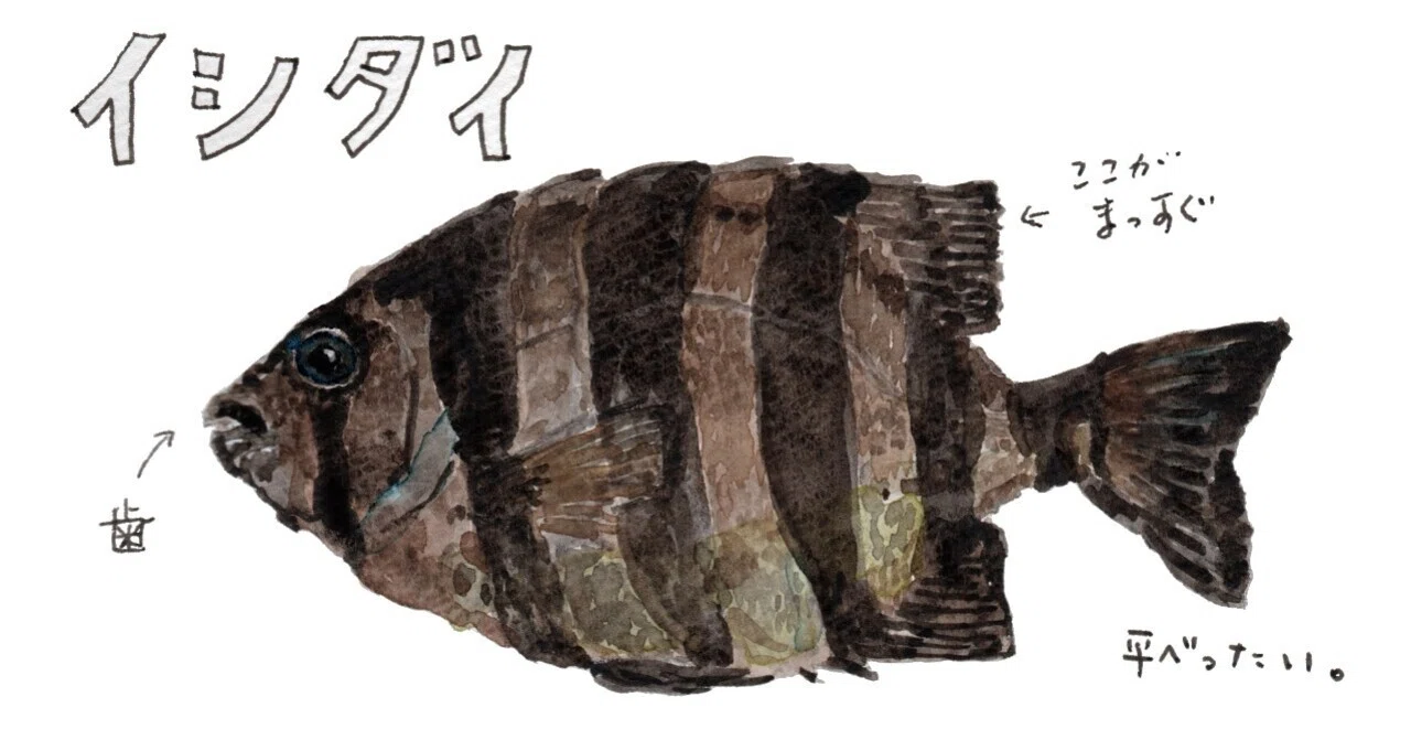 三浦半島釣り魚図鑑（14） イシダイ（しまだい）｜さんぽ絵ずし