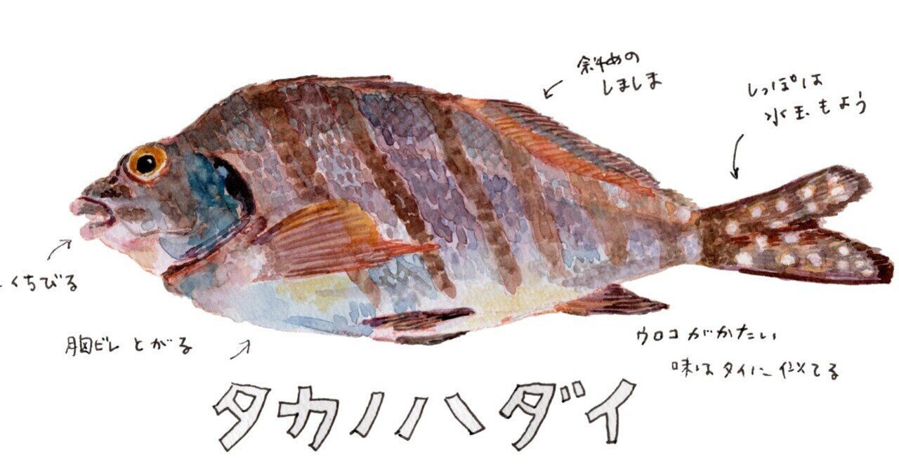 三浦半島釣り魚図鑑 ９ タカノハダイ たかっぱ さんぽ絵ずし Note