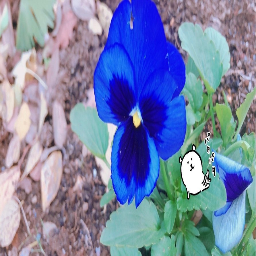 幸せの青いパンジー ねむよ Note