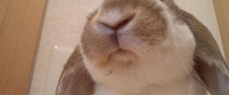 うさぎ飼いが良くされる質問 おでん 仮 Note