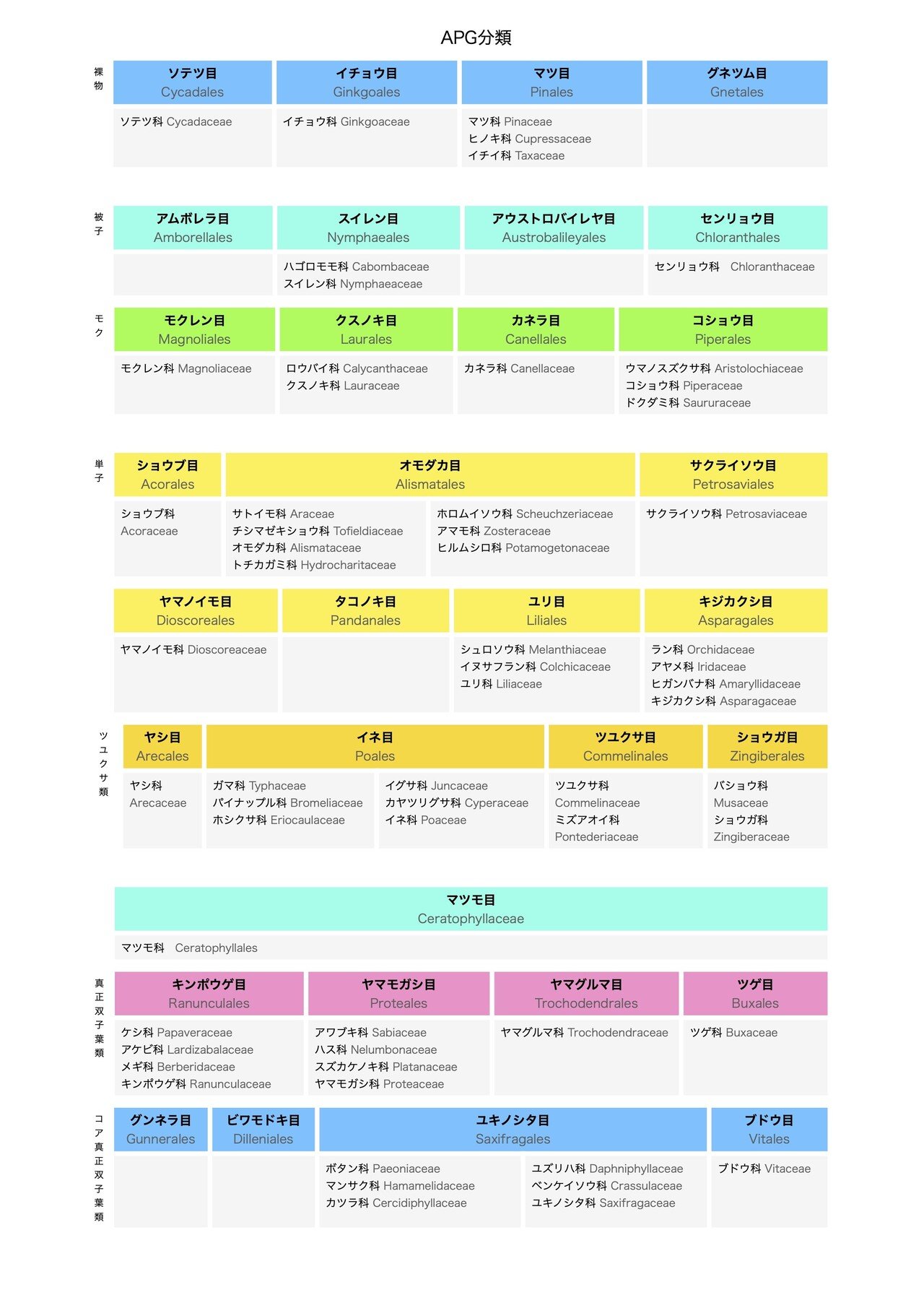 生物分類技能検定対策 Apg分類マップ 蝦夷栗鼠 Ezorisu Note