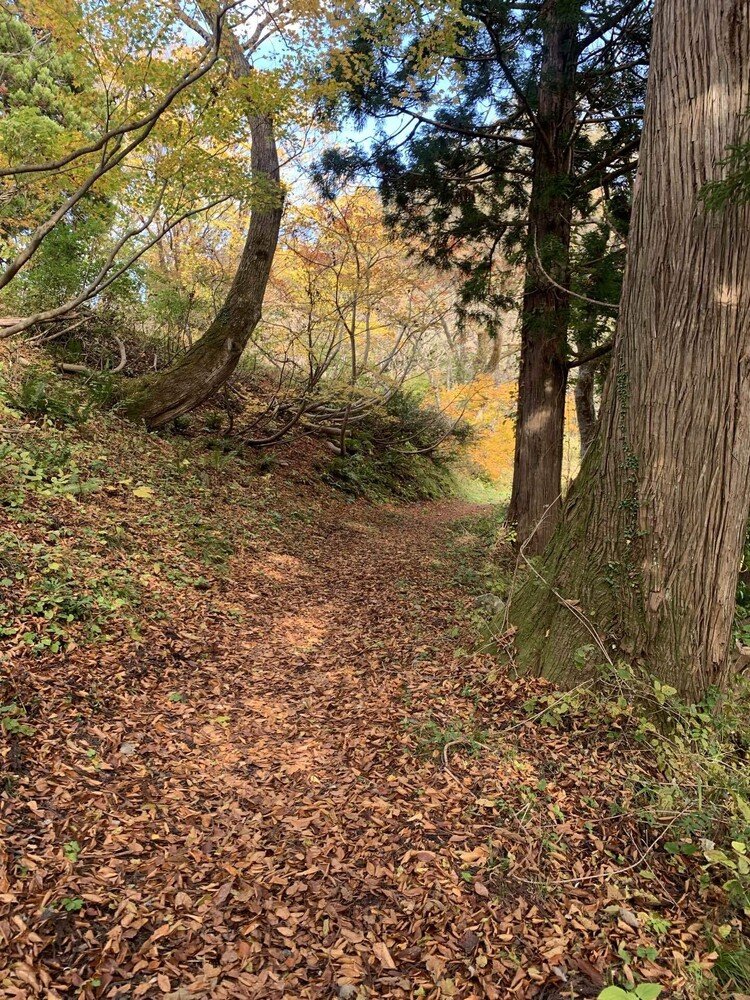 わざとたてる歩き方で楽しむ。#秋 #秋の匂い #秋の音 #落ち葉  #秋の小道