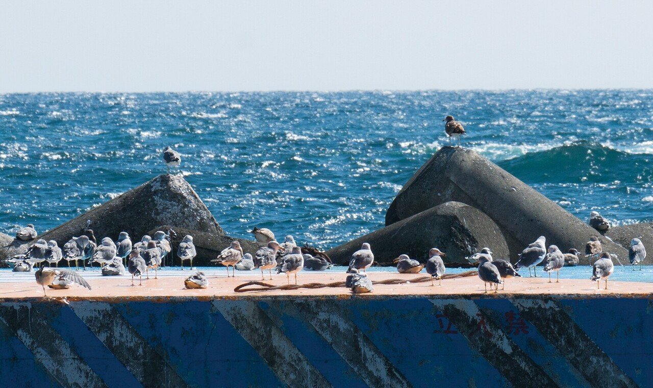 野鳥が集う、熱海へ――｜ほんのひととき